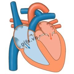 heart GIF