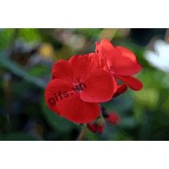 flower GIF