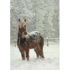 snow GIF