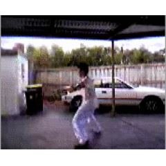 butterfly GIF